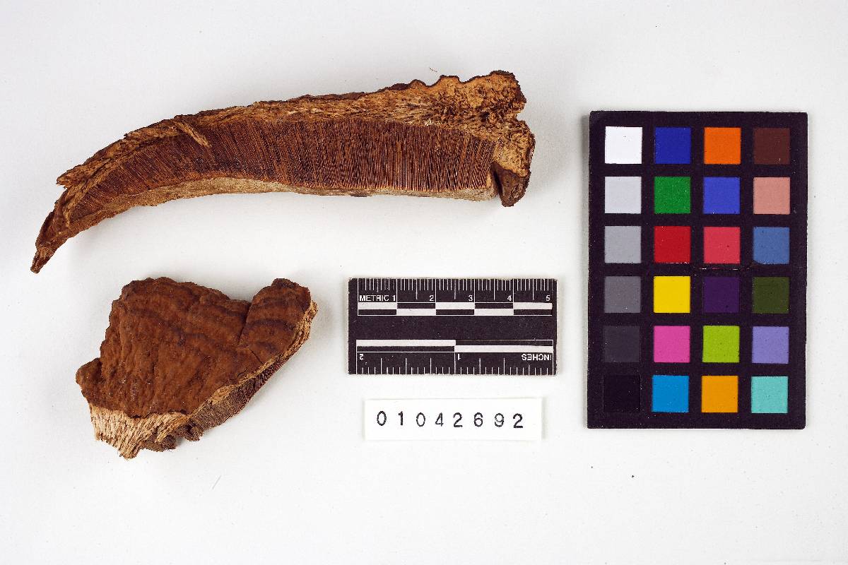 Ganoderma neurosporum image