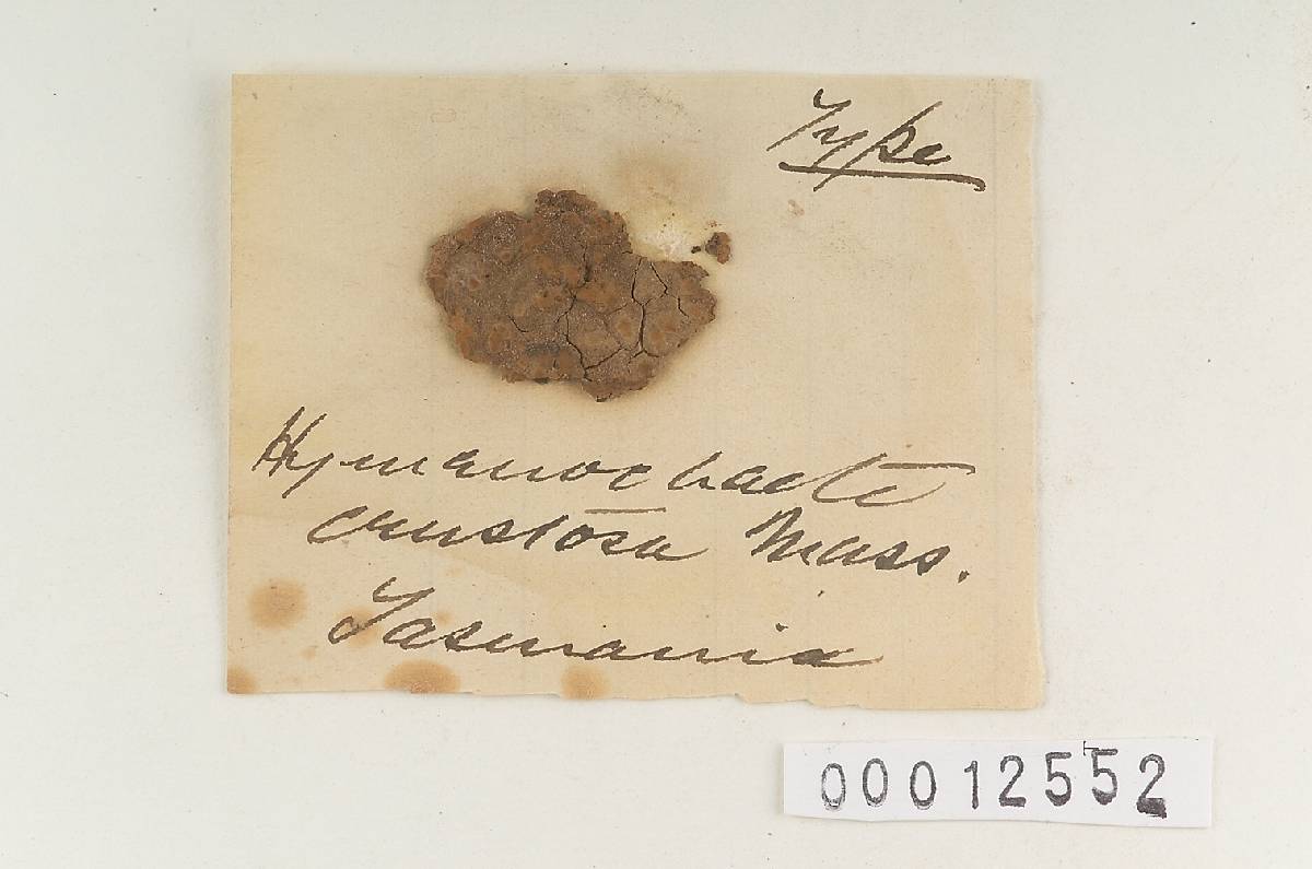 Hymenochaete crustosa image