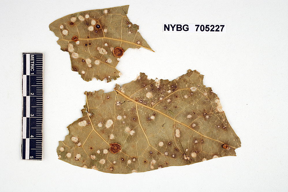 Phylloporia parasitica image