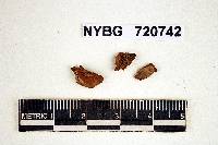 Phellinus gilvus image