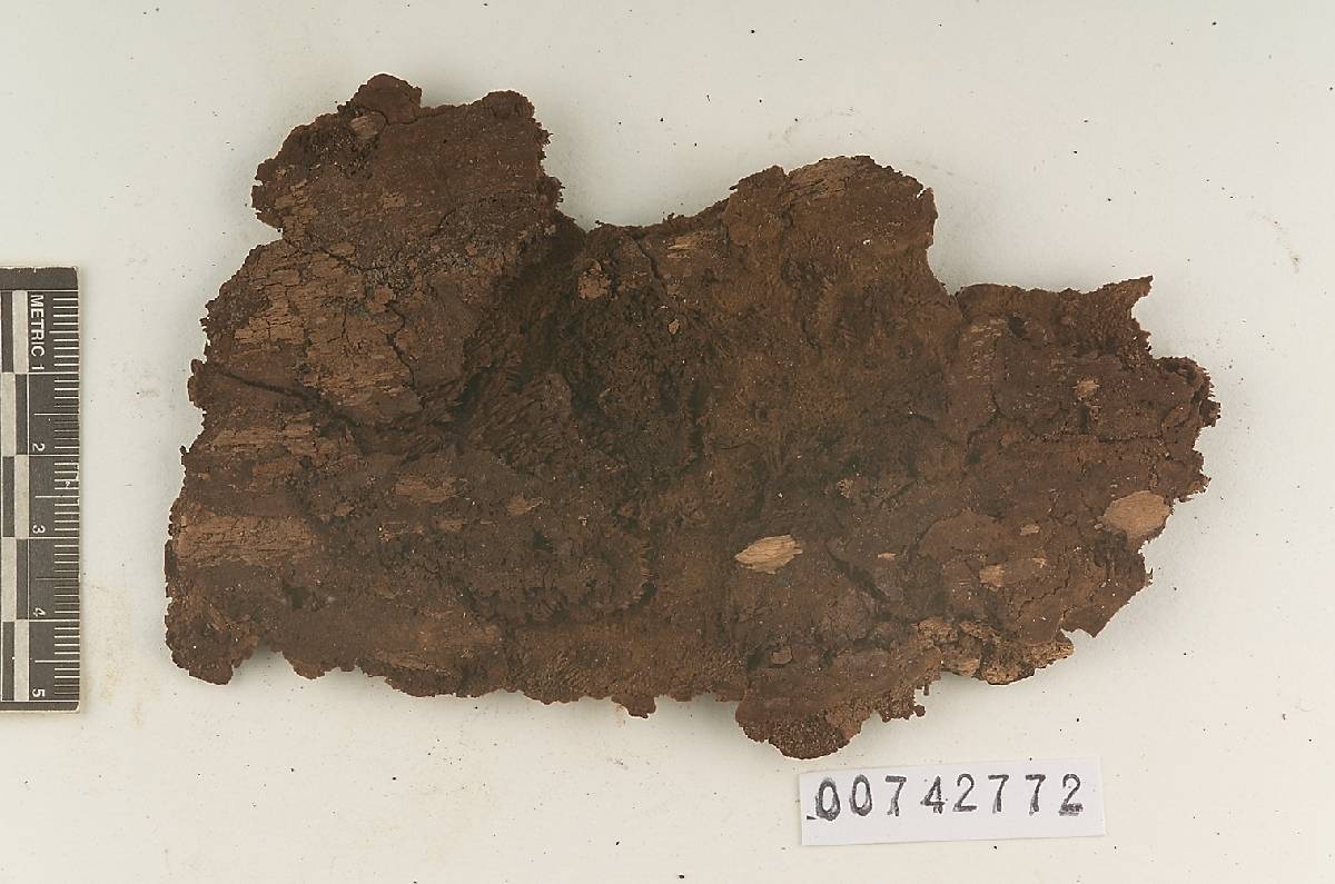 Fuscocerrena portoricensis image