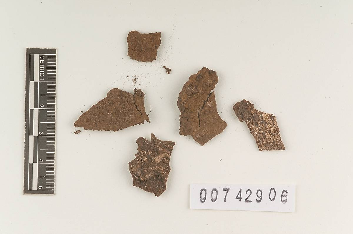 Hymenochaete digitata image