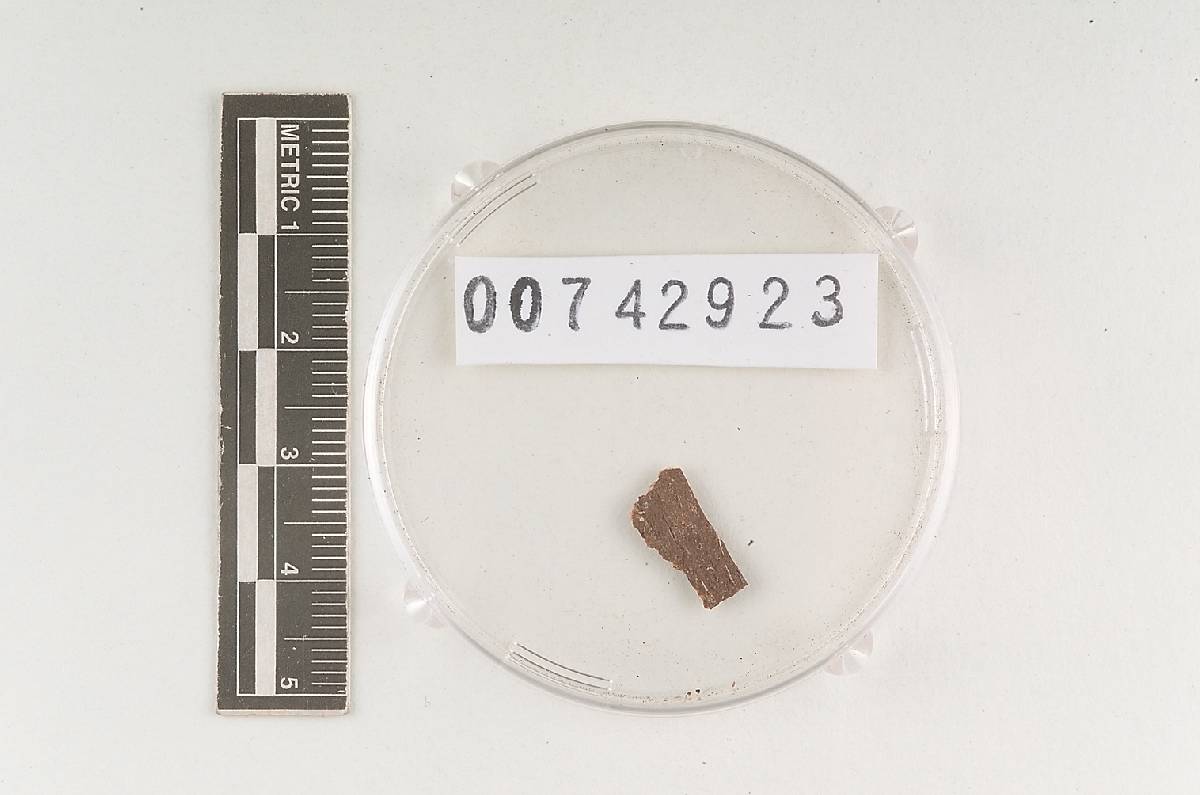 Hymenochaete opaca image