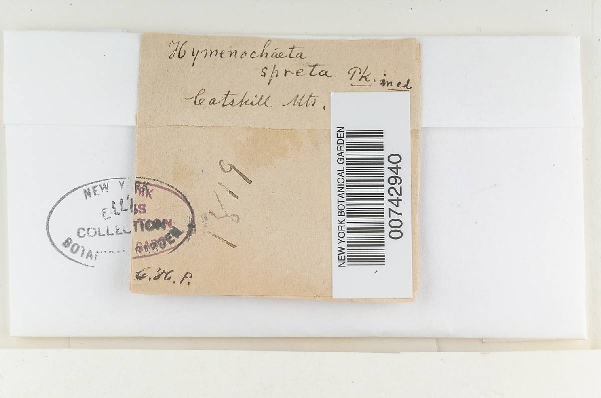 Hymenochaete spreta image
