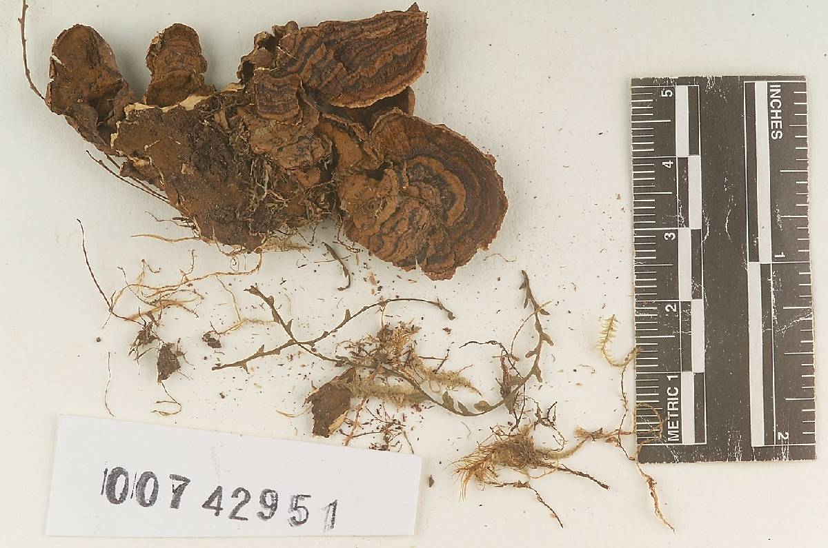 Hymenochaete variegata image