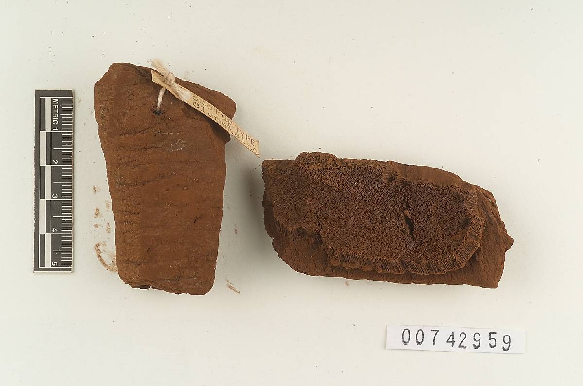 Inonotus clemensiae image