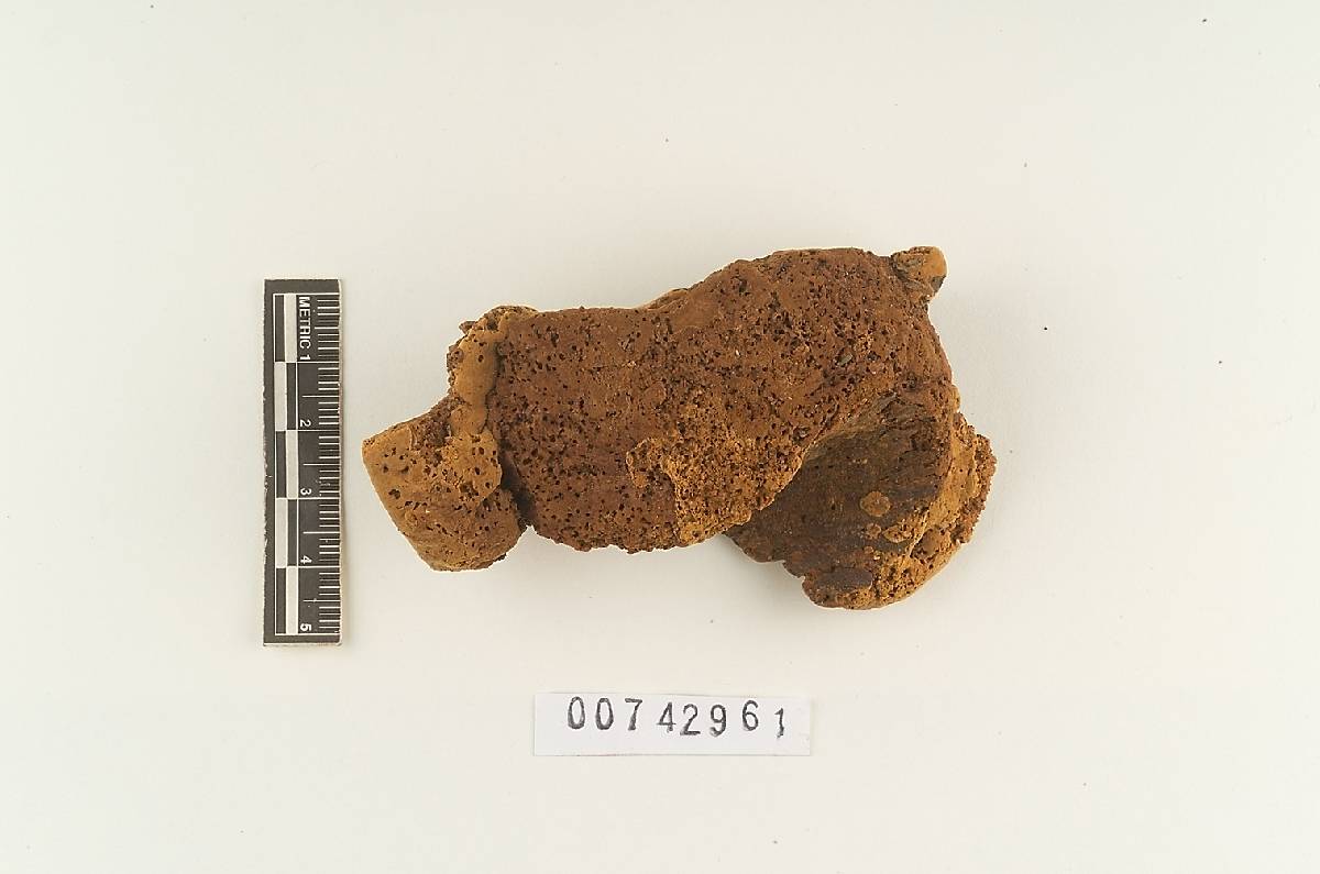 Phylloporia chrysites image