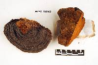 Fomitiporia robusta image