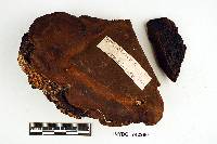 Phellinus grenadensis image