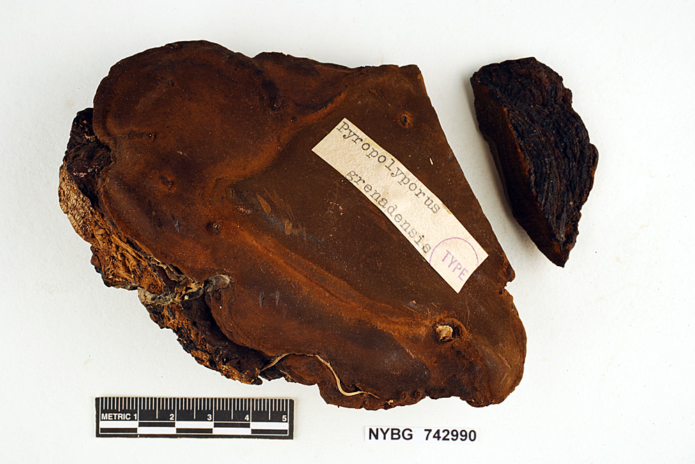 Phellinus grenadensis image