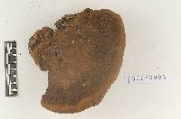 Mucronoporus everhartii image