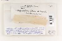 Phellinus gilvus image