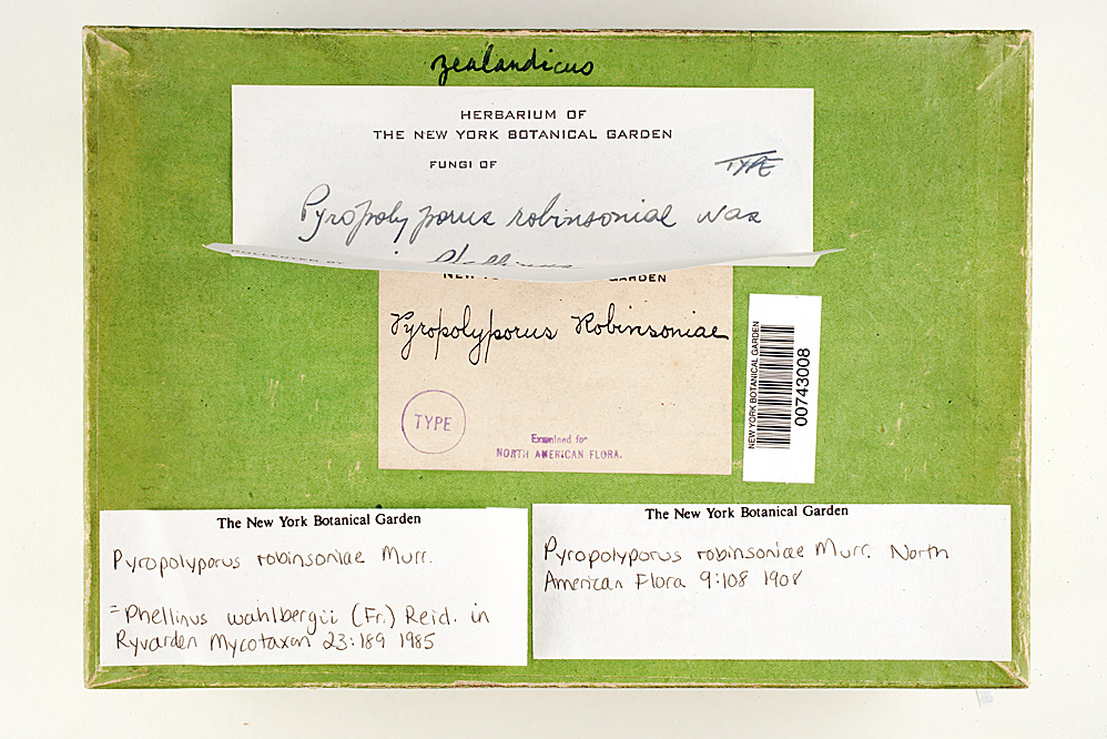 Fuscoporia wahlbergii image