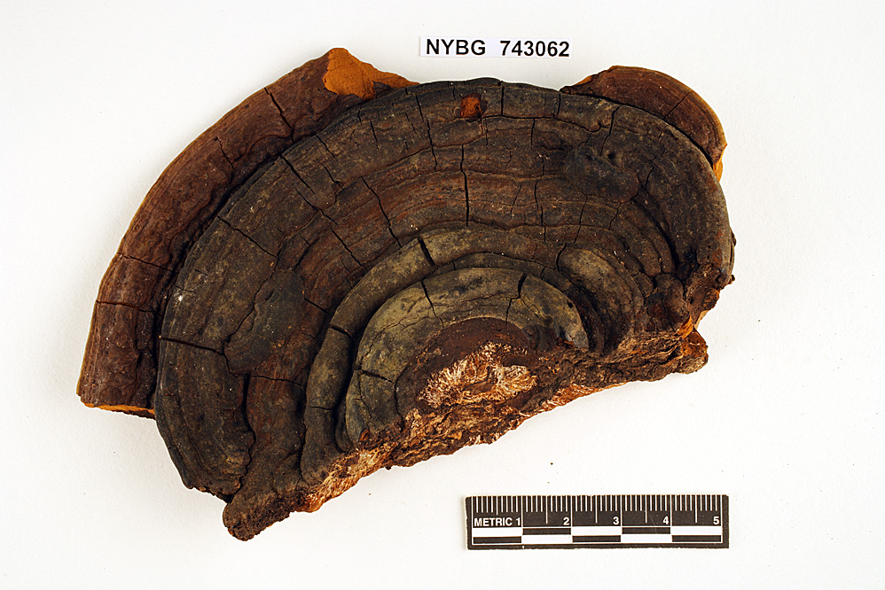 Pyropolyporus williamsii image