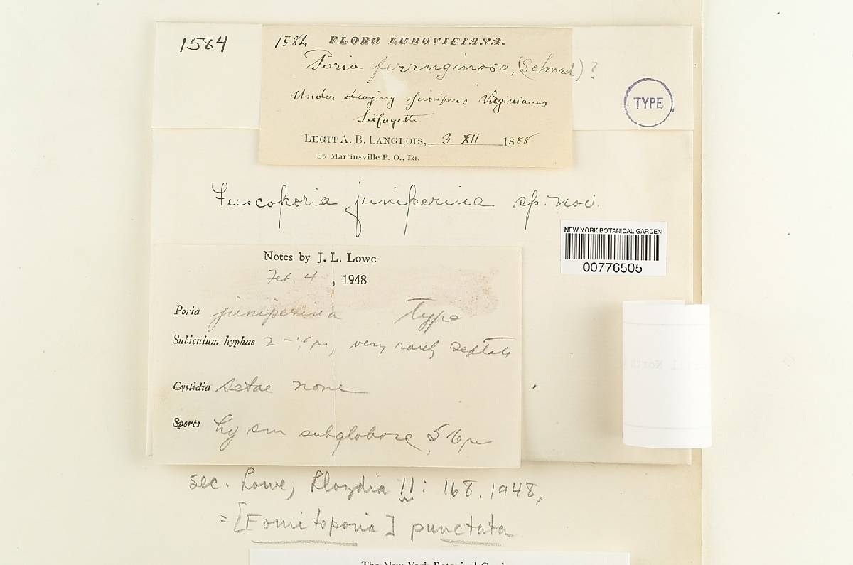 Fuscoporia juniperina image