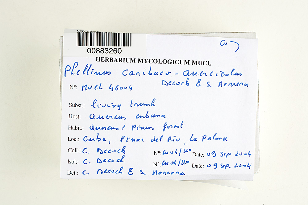 Phellinus caribaeo-quercicolus image