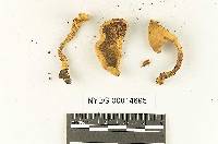 Phylloporus fibulatus image