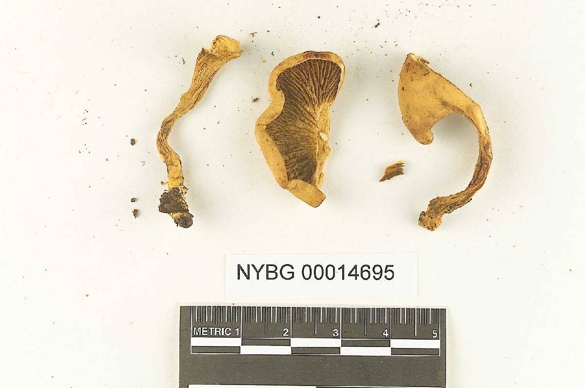 Phylloporus fibulatus image