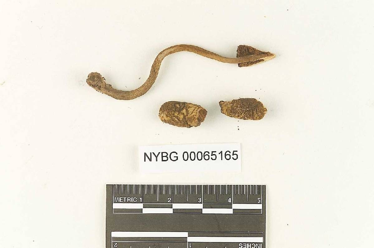 Austroboletus trinitatensis image