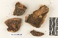 Gloeoporus dichrous image