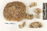 Bjerkandera adusta image