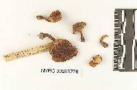 Boletus vanderbiltianus image