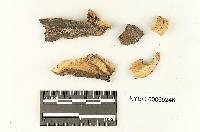 Boletus auripes image