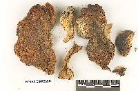 Ceriomyces oregonensis image