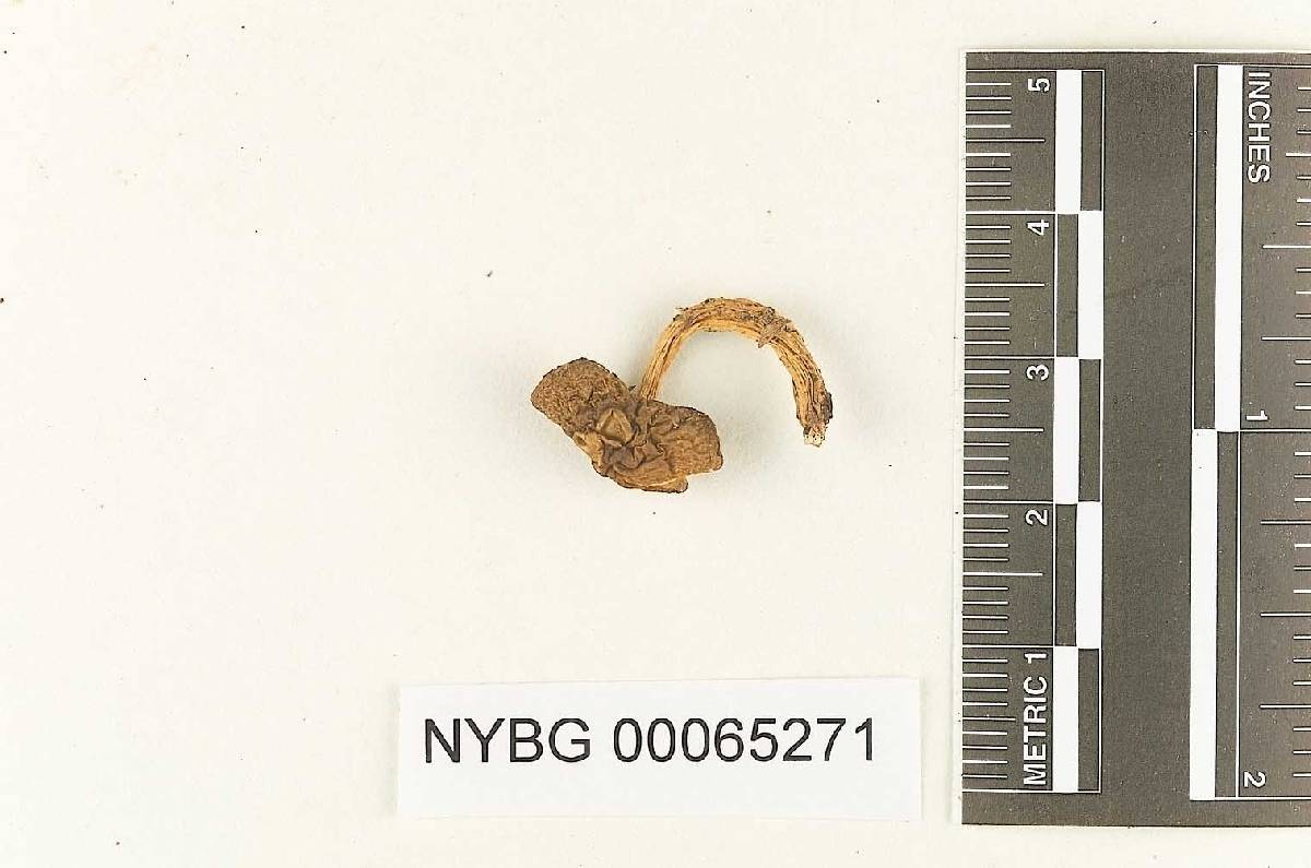 Gyroporus jamaicensis image