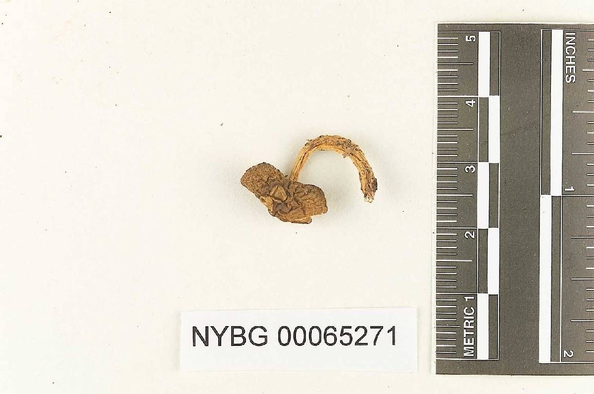 Gyroporus jamaicensis image