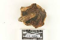 Gyroporus pisciodorus image