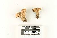Gyroporus roseialbus image