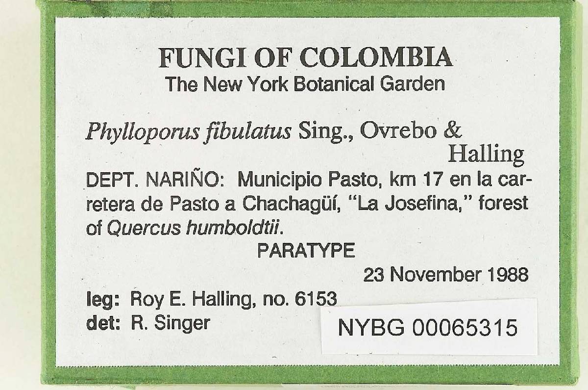 Phylloporus fibulatus image