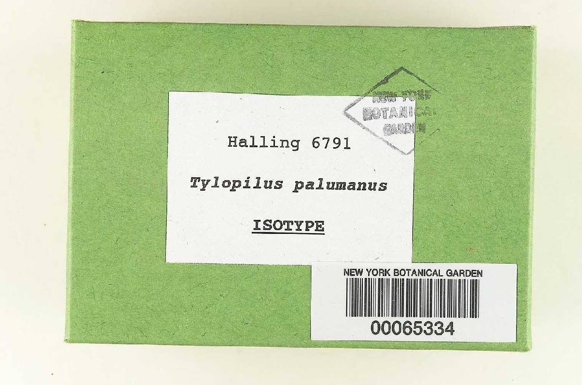 Tylopilus palumanus image