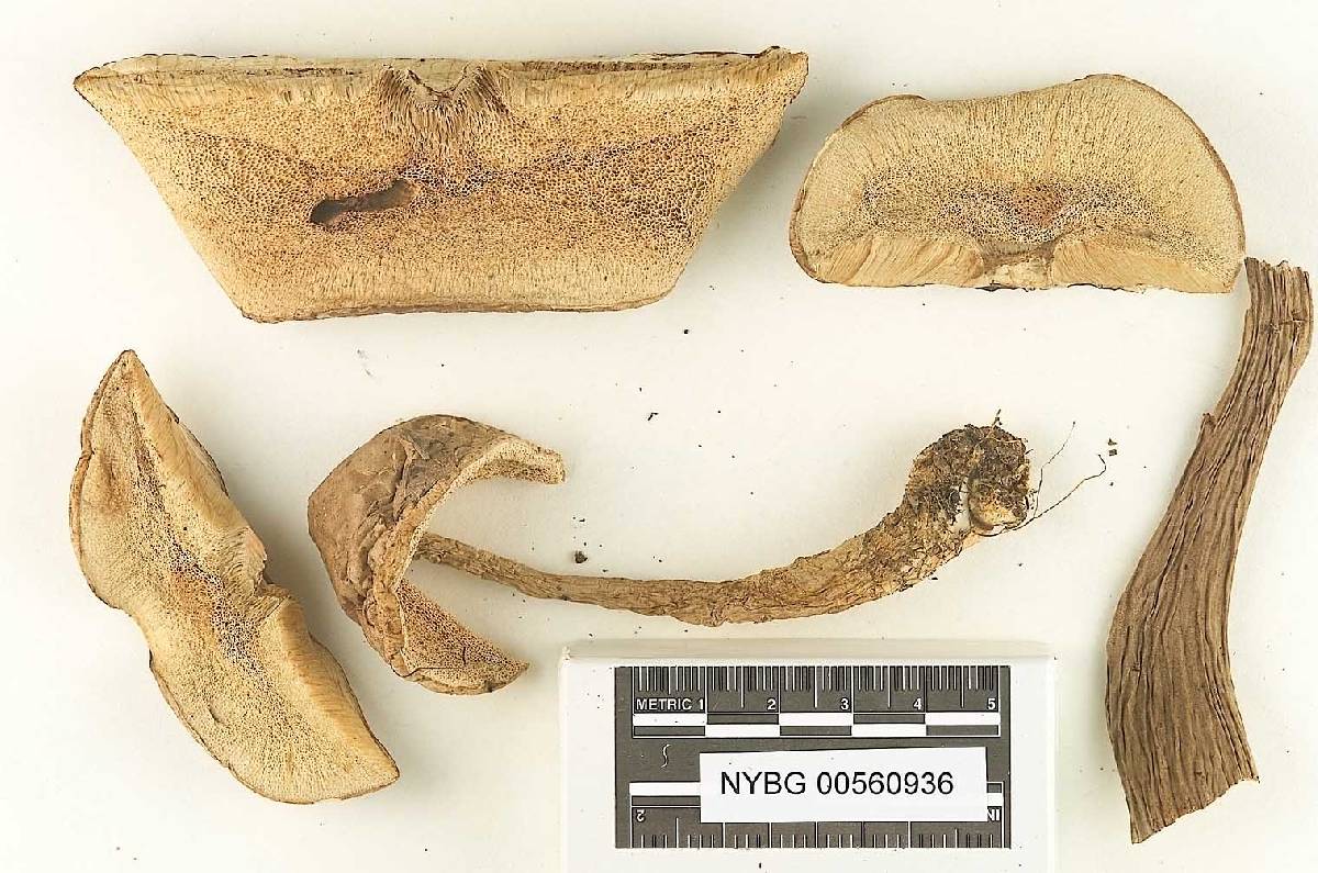 Tylopilus bulbosus image