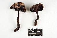 Tylopilus atratus image