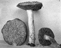 Leccinum holopus image