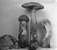 Leccinum insigne image