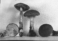 Leccinum subglabripes image