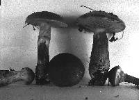 Suillus grevillei image