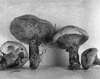 Suillus grevillei image