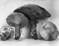 Suillus grevillei image