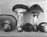 Suillus luteus image