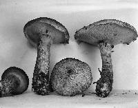 Suillus spraguei image