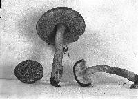 Boletus fraternus image