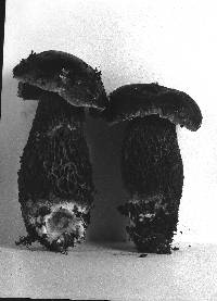 Boletus frostii image