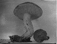 Retiboletus griseus image