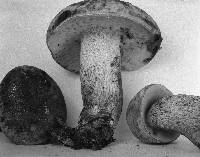 Retiboletus griseus image