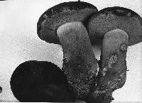 Tylopilus plumbeoviolaceus image