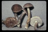 Leccinum tablense image